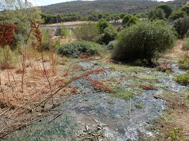Vertidos fecales en el arroyo de Picapollos, zona de la Fuendría en septiembre de 2014